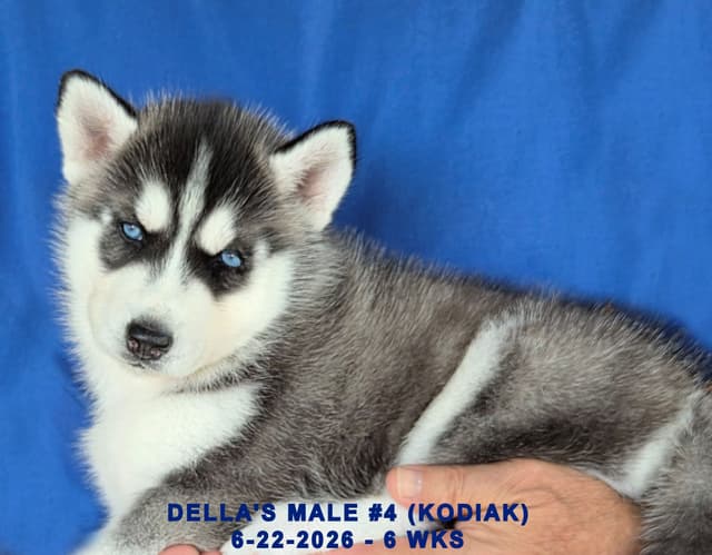 Siberian Husky Puppies media 8