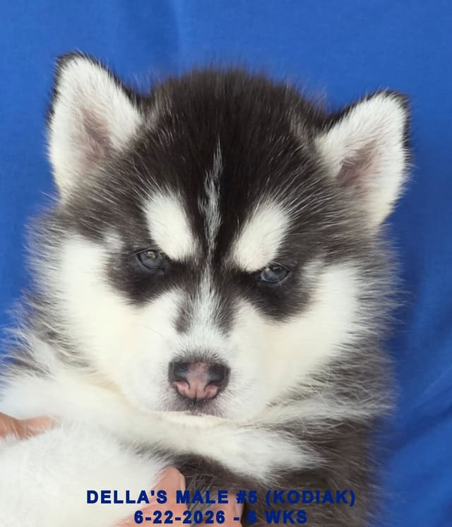 Siberian Husky Puppies media 9