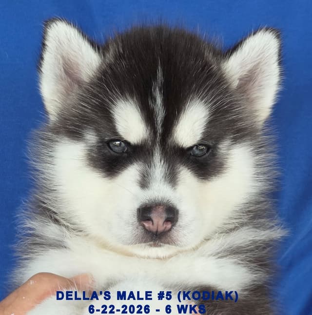 Siberian Husky Puppies media 11