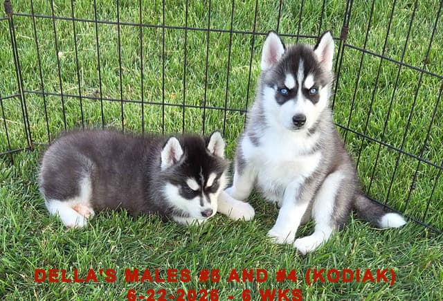Siberian Husky Puppies media 10