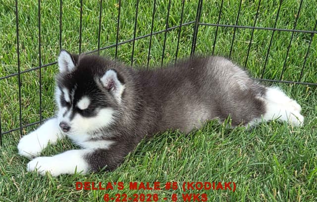 Siberian Husky Puppies media 12