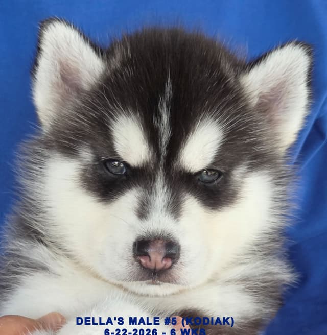 Siberian Husky Puppies media 5