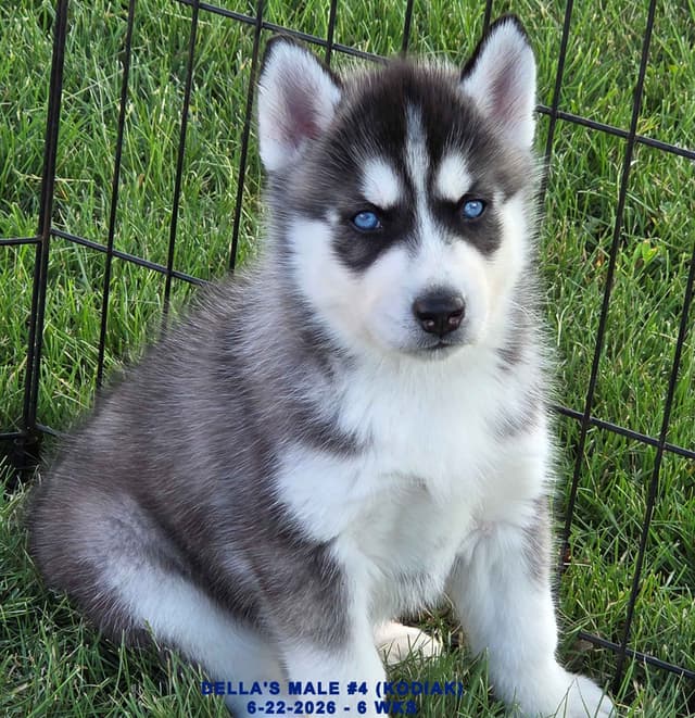 Siberian Husky Puppies media 15