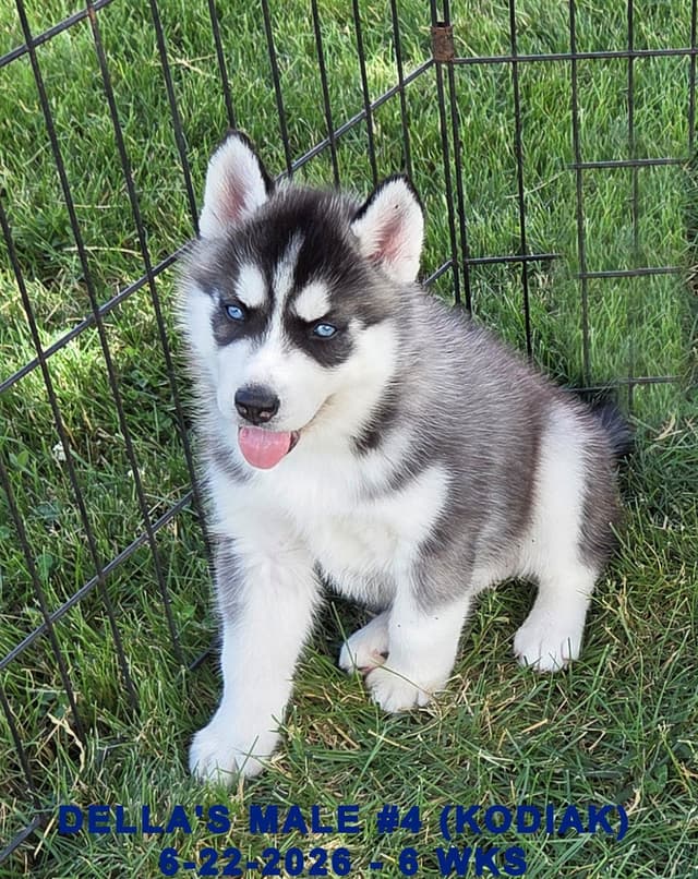 Siberian Husky Puppies media 13