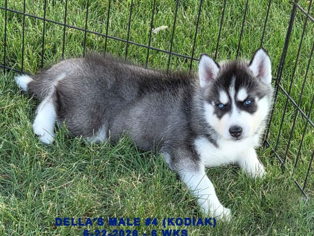 Siberian Husky Puppies media 24