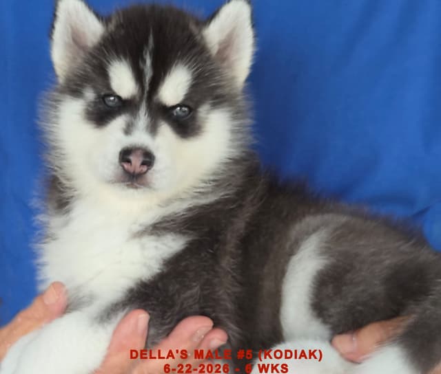 Siberian Husky Puppies media 19