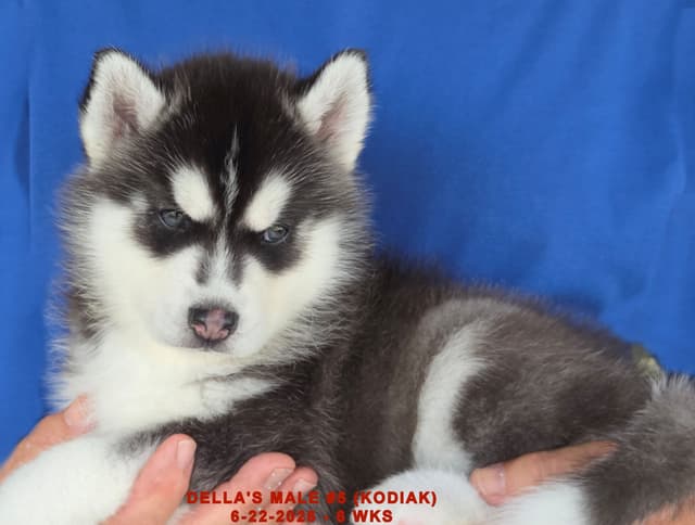 Siberian Husky Puppies media 22