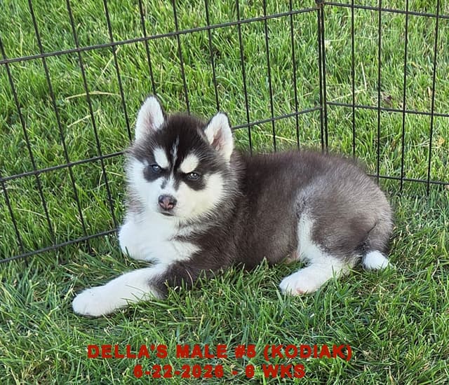 Siberian Husky Puppies media 14