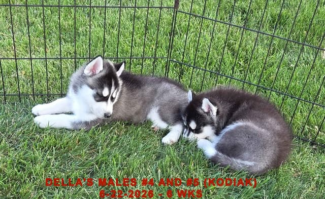 Siberian Husky Puppies media 17