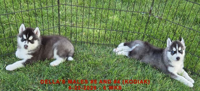 Siberian Husky Puppies media 21