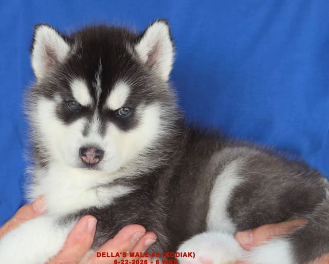 Siberian Husky Puppies media 23