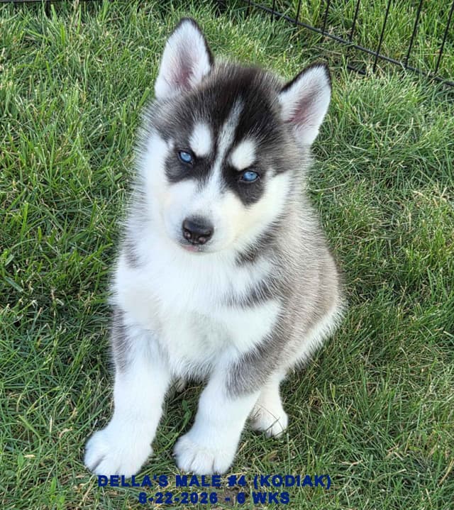 Siberian Husky Puppies media 18