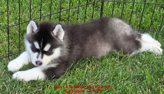 Siberian Husky Puppies media 20