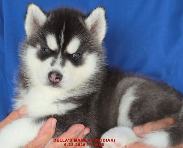 Siberian Husky Puppies media 26