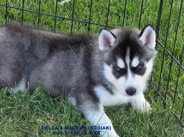Siberian Husky Puppies media 25