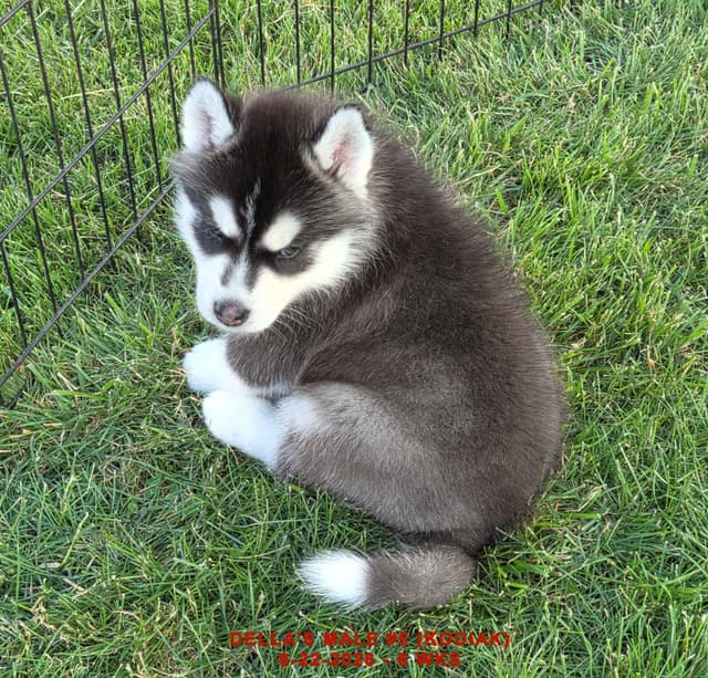 Siberian Husky Puppies media 27
