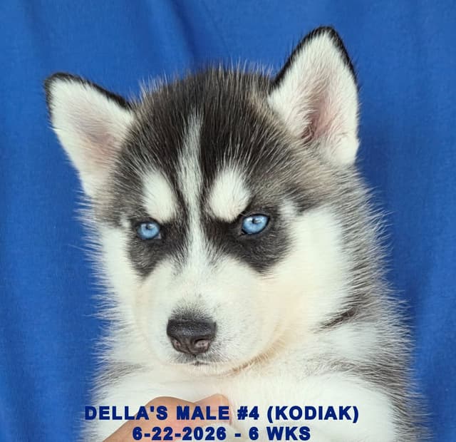Siberian Husky Puppies media 28