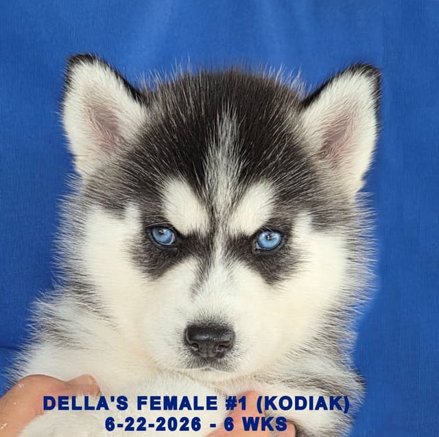 Siberian Husky Puppies media 29