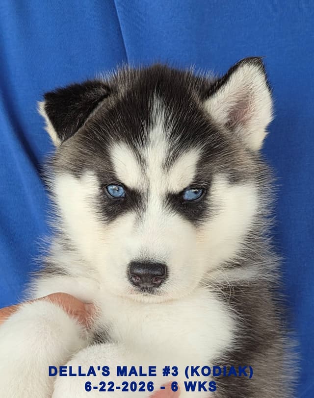 Siberian Husky Puppies media 30
