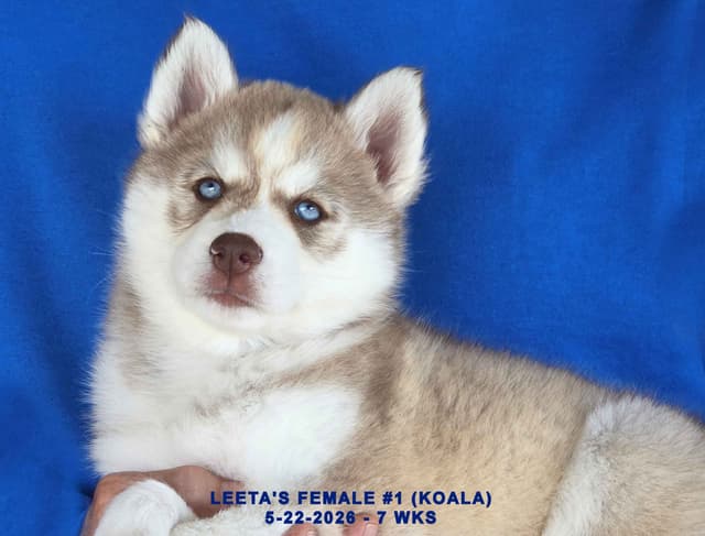 BRUCK'S SIBERIAN HUSKIES media 15