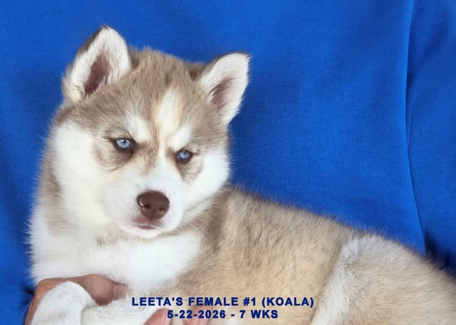 BRUCK'S SIBERIAN HUSKIES media 19