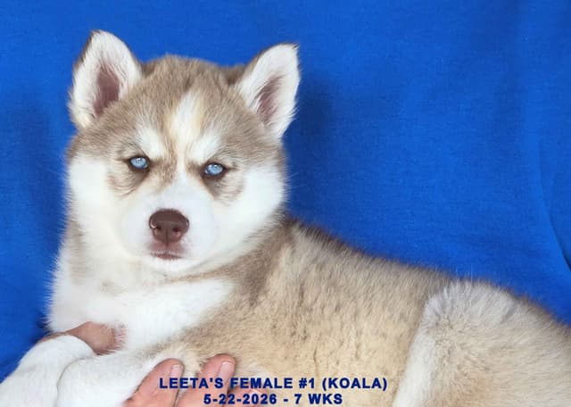 BRUCK'S SIBERIAN HUSKIES media 22