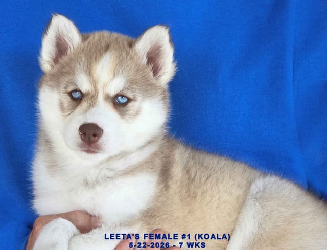BRUCK'S SIBERIAN HUSKIES media 9