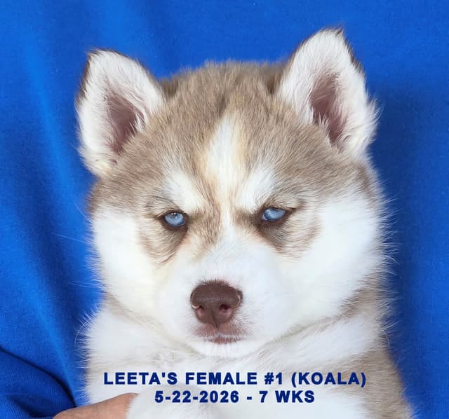 BRUCK'S SIBERIAN HUSKIES media 18