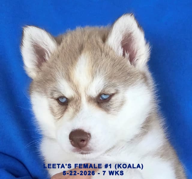 BRUCK'S SIBERIAN HUSKIES media 17