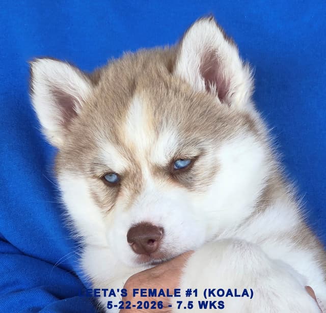 BRUCK'S SIBERIAN HUSKIES media 13