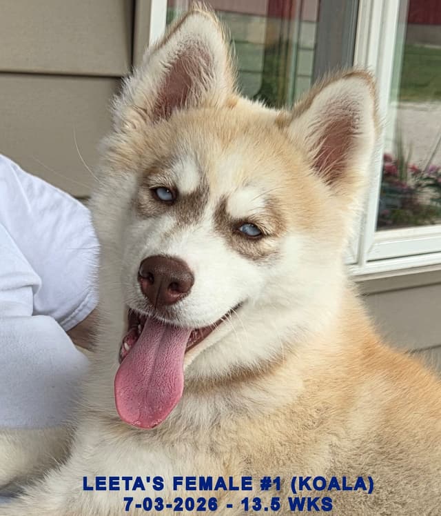 BRUCK'S SIBERIAN HUSKIES media 5