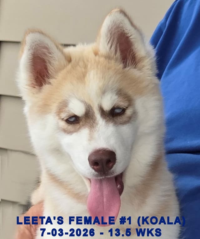 BRUCK'S SIBERIAN HUSKIES media 2