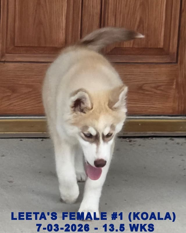 BRUCK'S SIBERIAN HUSKIES media 12