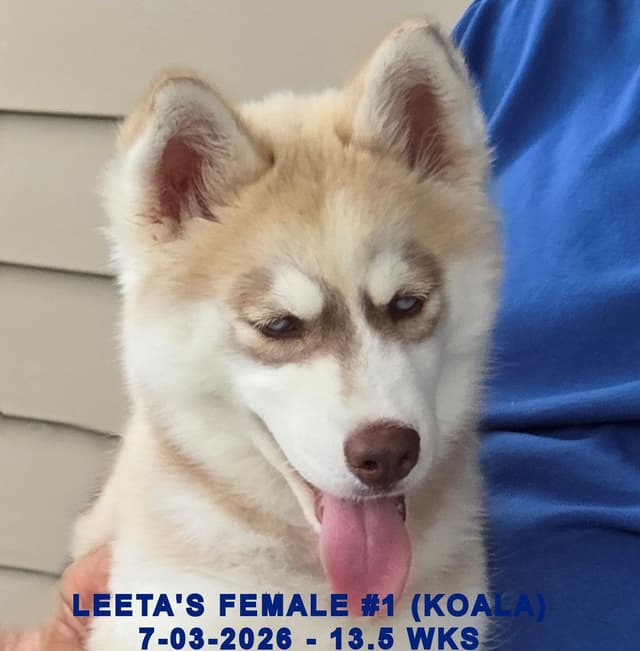 BRUCK'S SIBERIAN HUSKIES media 6