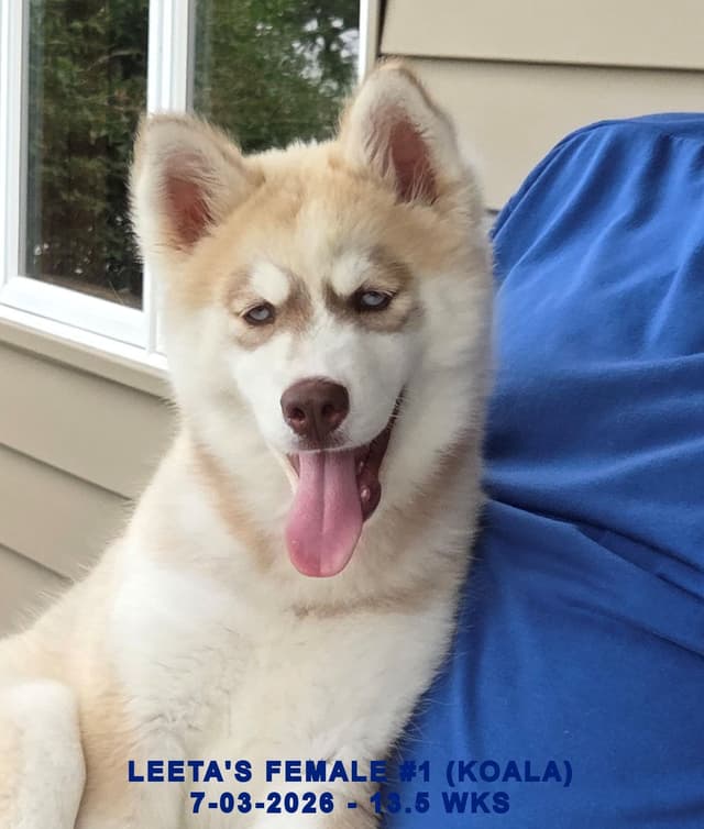 BRUCK'S SIBERIAN HUSKIES media 7