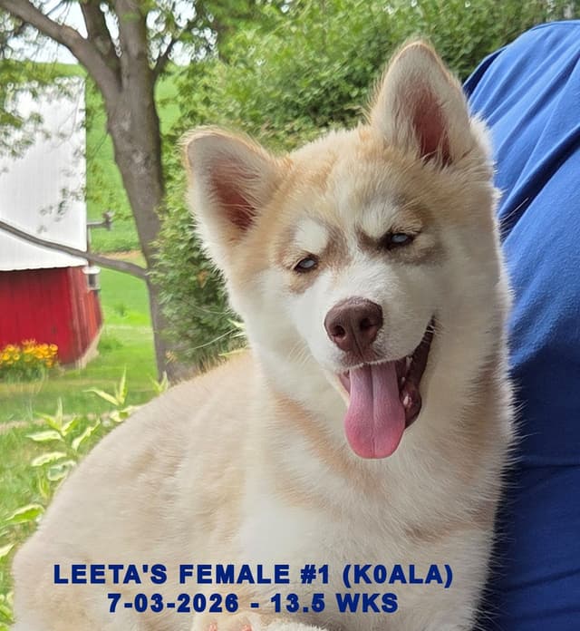 BRUCK'S SIBERIAN HUSKIES media 10