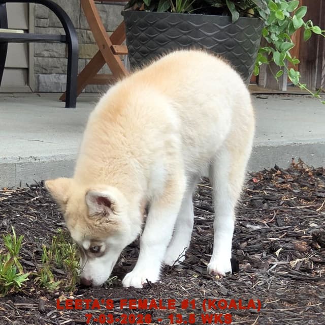 BRUCK'S SIBERIAN HUSKIES media 4