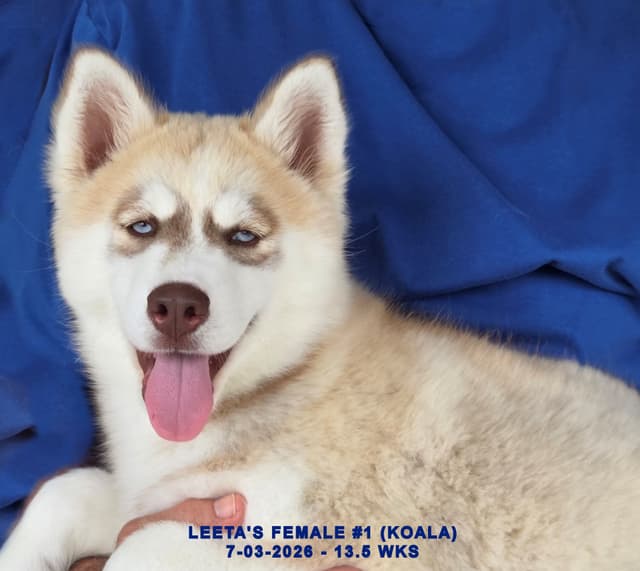 BRUCK'S SIBERIAN HUSKIES media 8