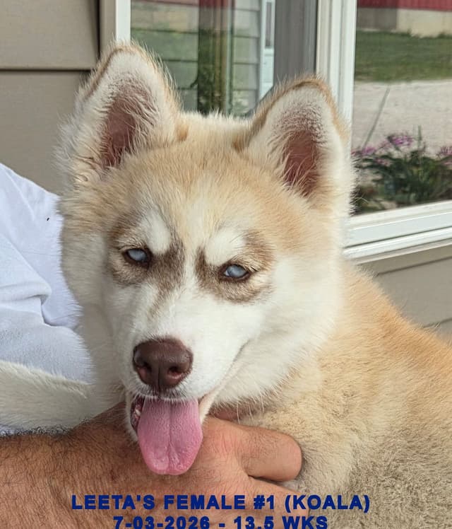BRUCK'S SIBERIAN HUSKIES media 16
