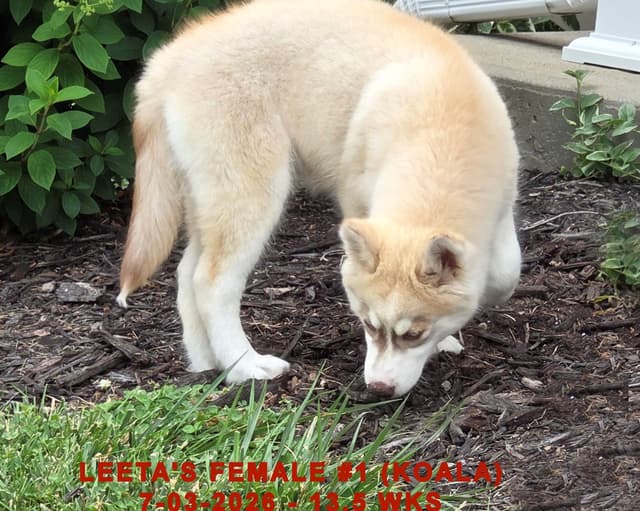 BRUCK'S SIBERIAN HUSKIES media 14