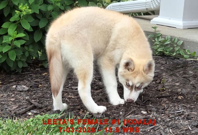 BRUCK'S SIBERIAN HUSKIES media 3
