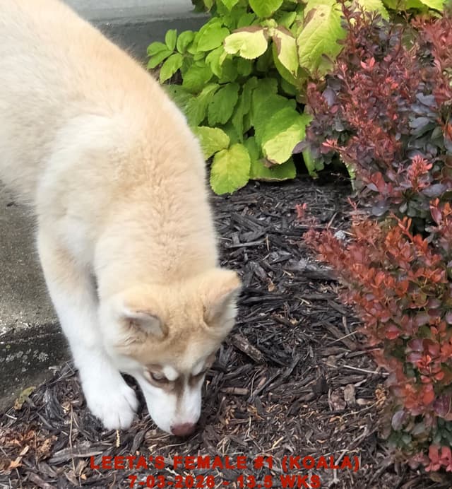 BRUCK'S SIBERIAN HUSKIES media 11