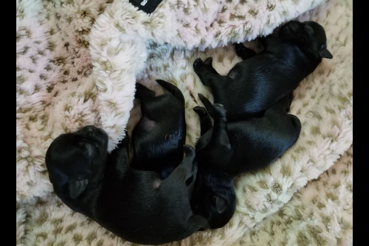 Affenpinscher Puppies breeder image 1