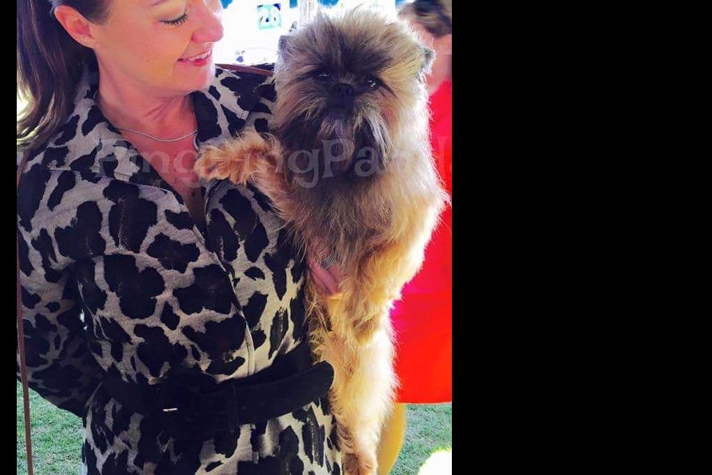 Affenpinscher Puppies breeder image 9