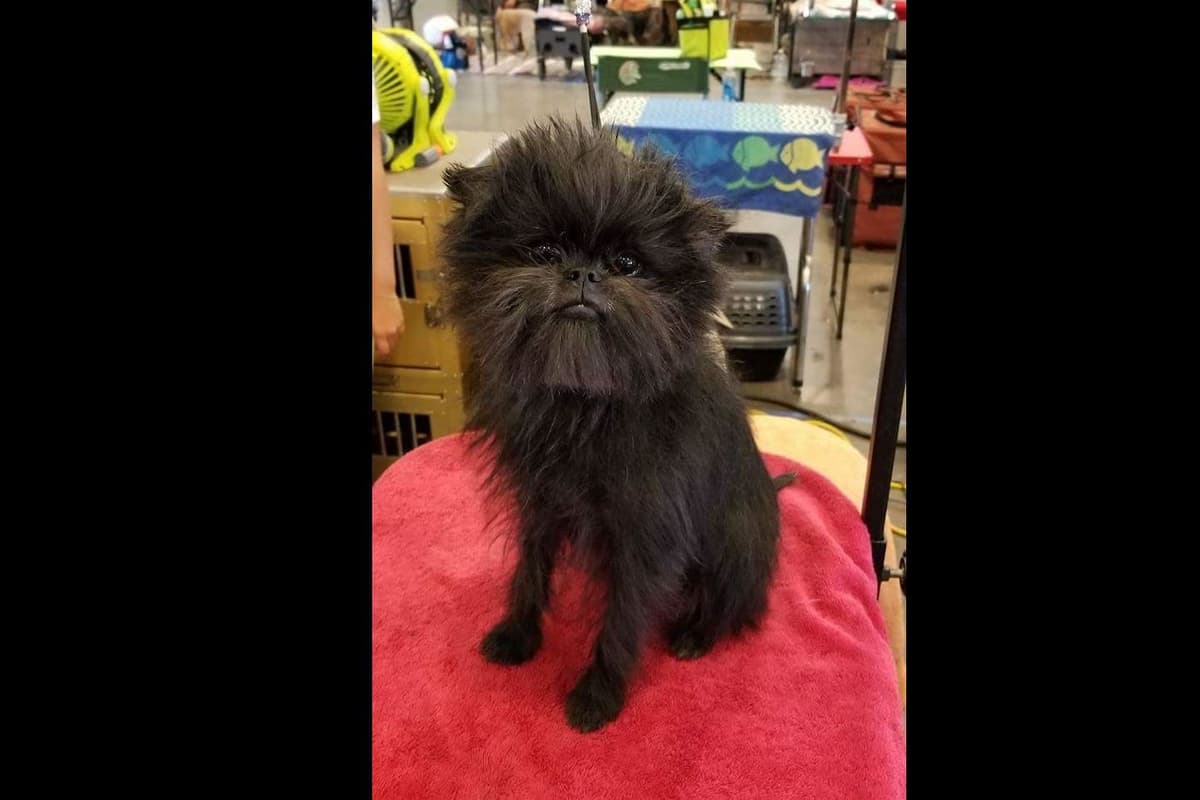 Affenpinscher Puppies breeder image 7