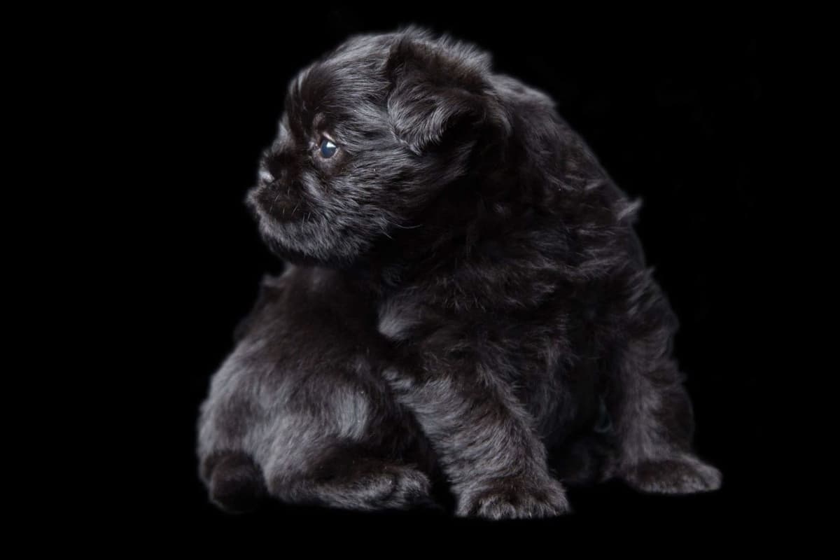 Affenpinscher Puppies breeder image 8