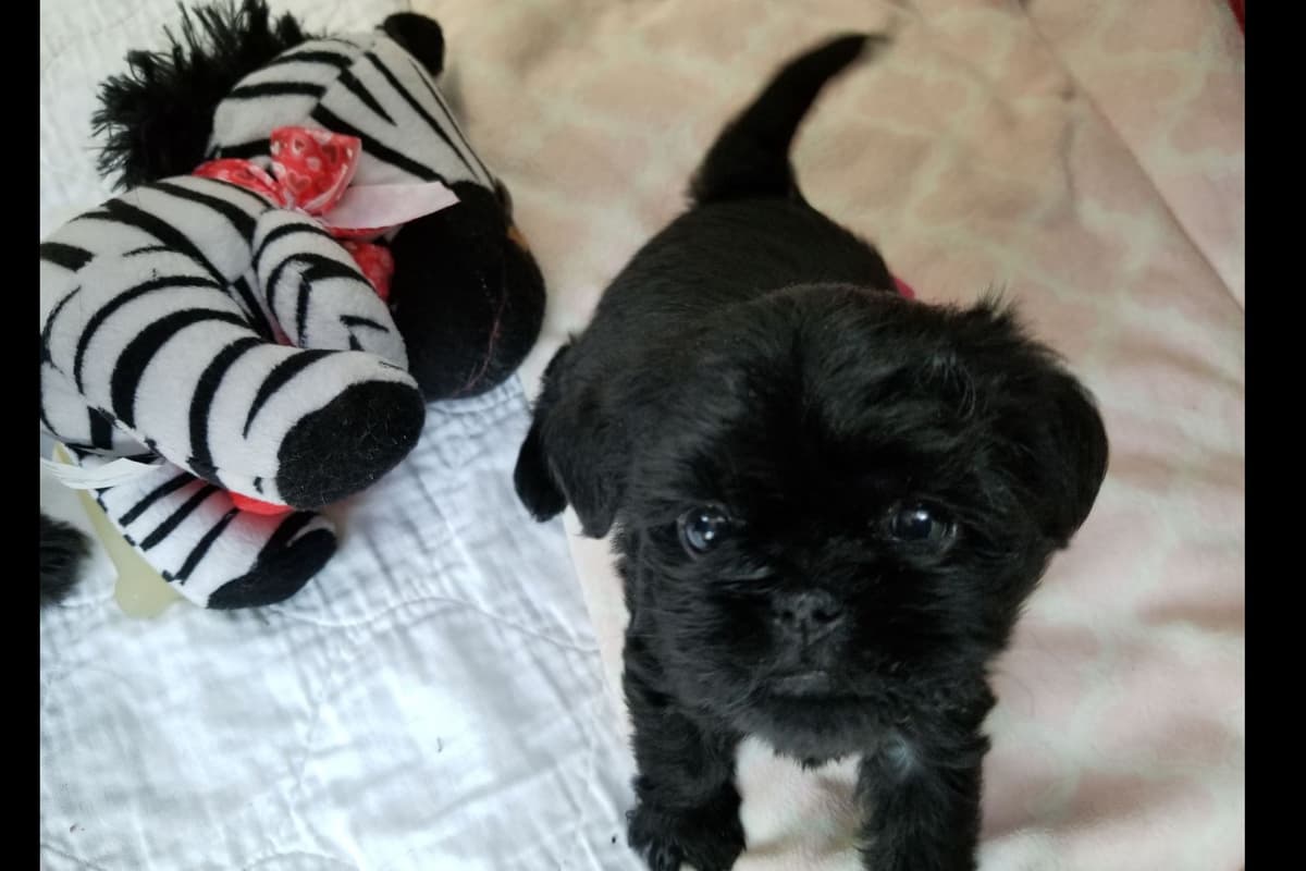 Affenpinscher Puppies breeder image 6