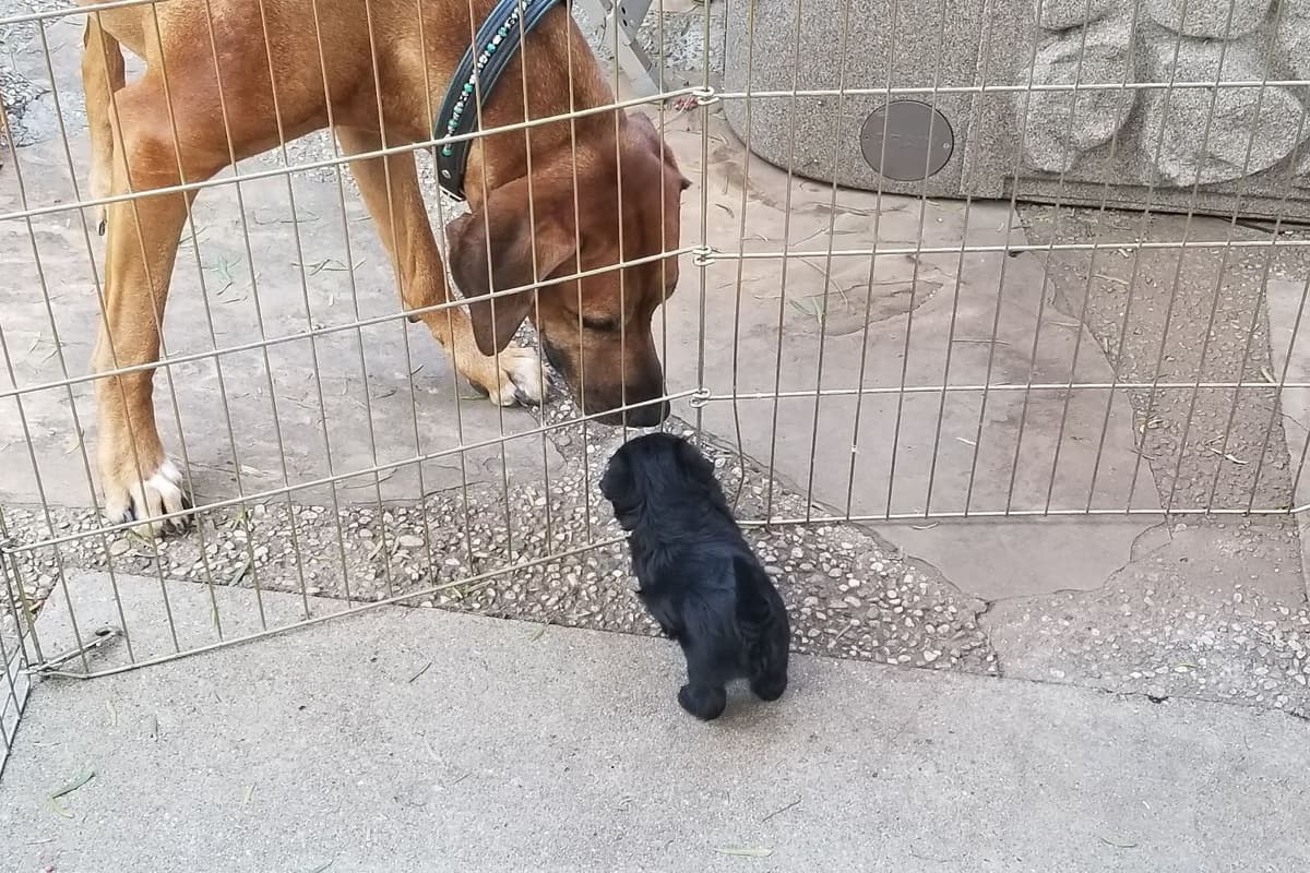 Affenpinscher Puppies breeder image 4