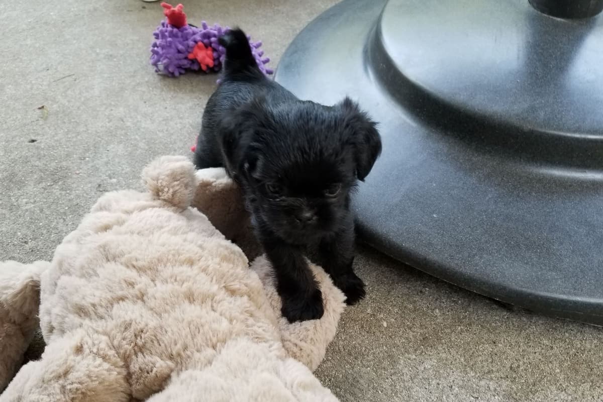 Affenpinscher Puppies breeder image 3