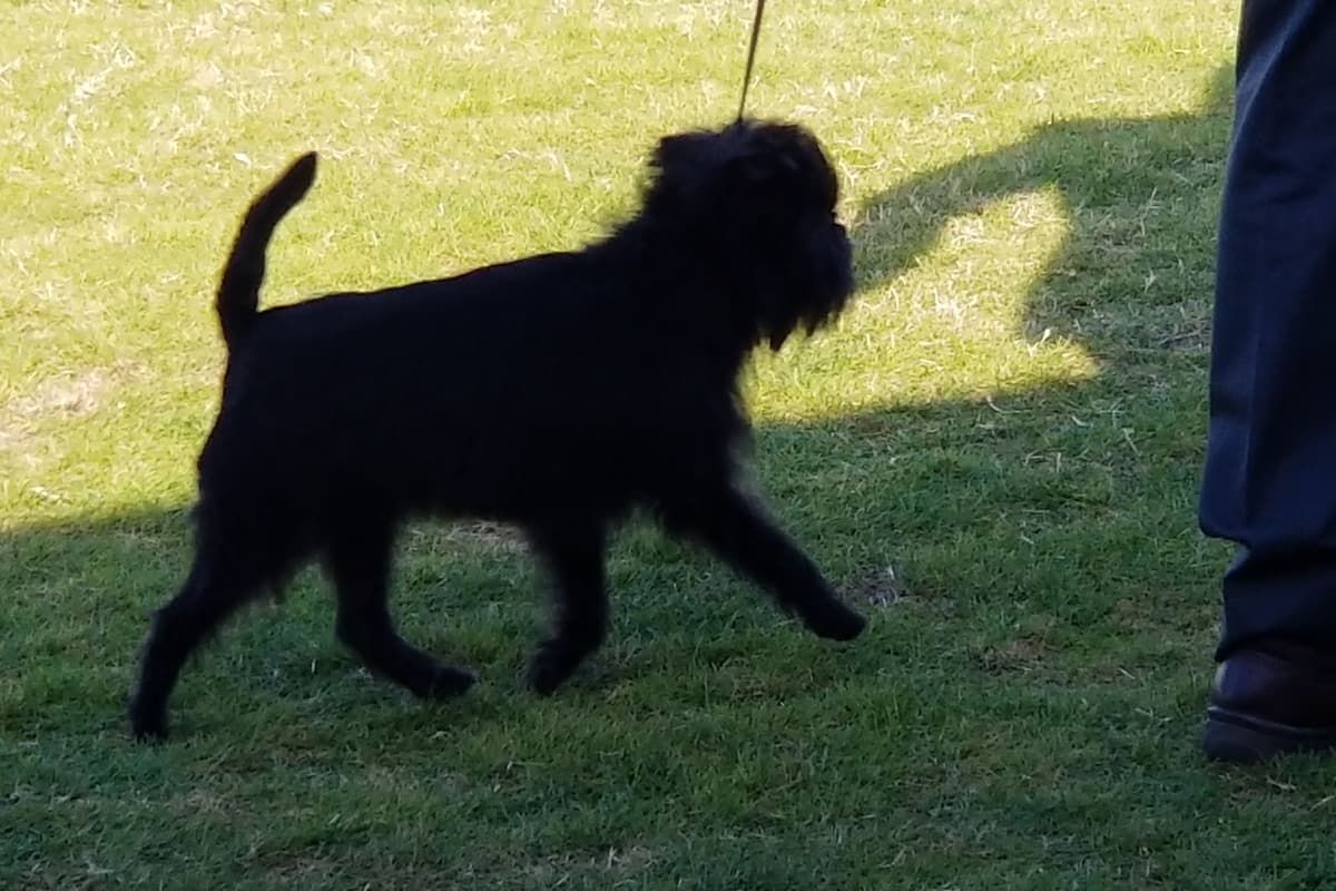 Affenpinscher Puppies breeder image 2